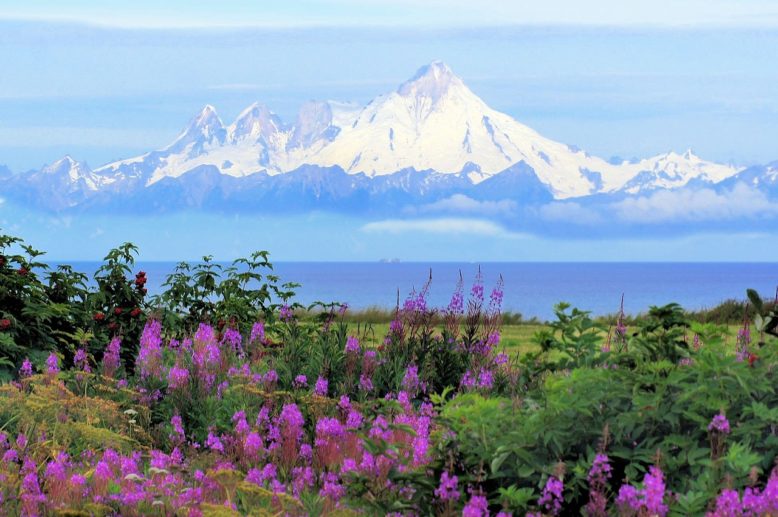 fireweed and volcanos