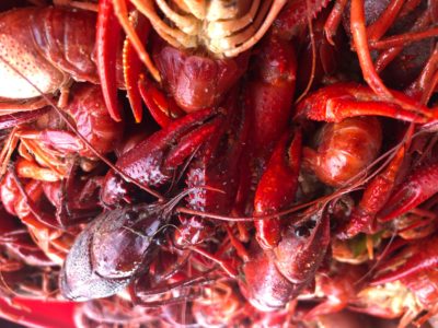 Read more about the article Zydeco Music, Swamp Critters and Mudbugs