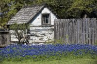 Stone House and Bluebonnets